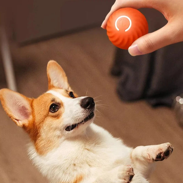 Smart Dog Ball